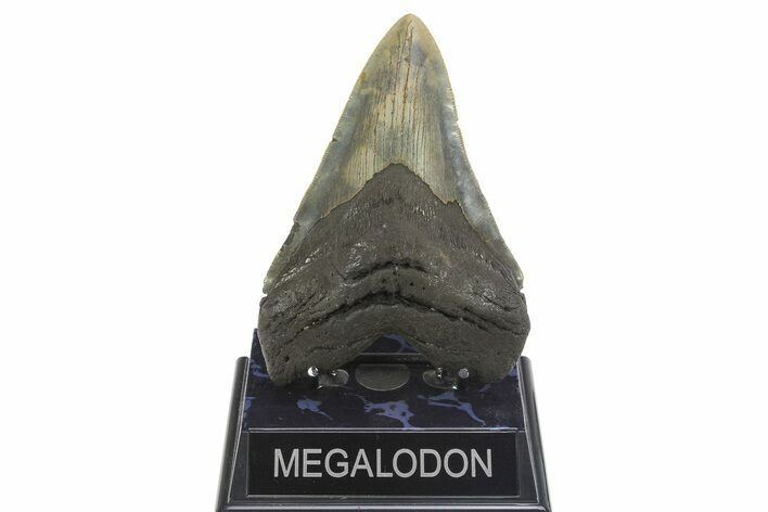 Serrated, Fossil Megalodon Tooth - North Carolina #299033